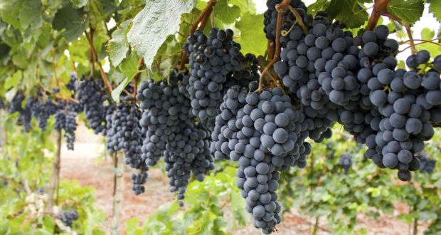 Mencia - rượu nho thú vị nhất Tây Ban Nha?